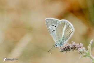 Lacivert Azeri �okg�zl�s�&nbsp;(Polyommatus&nbsp;altivagans)   Muhammed Polater