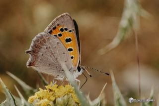 Benekli Bak�r G�zeli&nbsp;(Lycaena&nbsp;phlaeas)   Muhammed Polater
