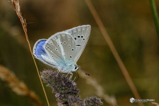 �okg�zl� Karabet Mavisi&nbsp;(Polyommatus&nbsp;haigi)   Muhammed Polater