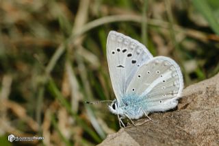 �okg�zl� Karabet Mavisi&nbsp;(Polyommatus&nbsp;haigi)   Muhammed Polater