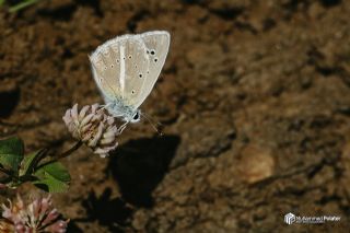 �okg�zl� Zap Mavisi&nbsp;(Polyommatus&nbsp;zapvadi)   Muhammed Polater
