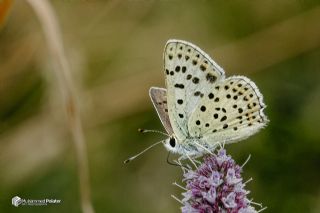 �sli Bak�r G�zeli&nbsp;(Lycaena&nbsp;tityrus)   Muhammed Polater