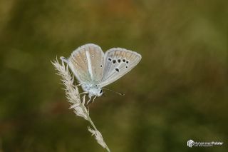 okgzl Zap Mavisi (Polyommatus zapvadi)   Muhammed Polater