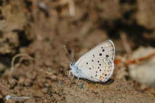 Anadolu Turan Mavisi&nbsp;(Turanana&nbsp;panagaea)   Muhammed Polater