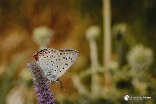 B�y�k Mor Bak�r G�zeli&nbsp;(Lycaena&nbsp;alciphron)   Muhammed Polater