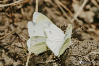 Da Beyazmelei (Pieris ergane)   Muhammed Polater