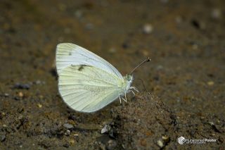 Da Beyazmelei (Pieris ergane)   Muhammed Polater