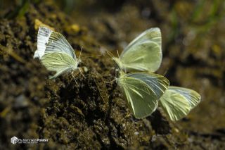 Da Beyazmelei (Pieris ergane)   Muhammed Polater