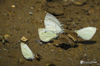Da Beyazmelei (Pieris ergane)   Muhammed Polater