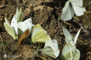 Da Beyazmelei (Pieris ergane)   Muhammed Polater