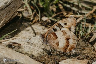 Cad�&nbsp;(Chazara&nbsp;briseis)   Muhammed Polater