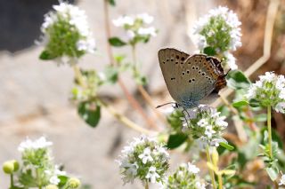 K���k Benekli Sevbeni&nbsp;(Satyrium&nbsp;ledereri )   Fuat G�lseren