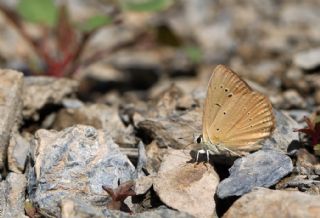 okgzl Anadolu Tyls (Polyommatus antidolus)   Fuat Glseren