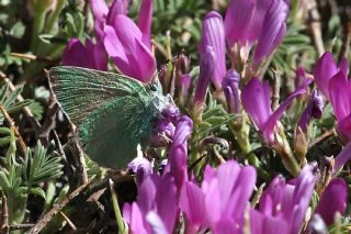Anadolu Z�mr�t�&nbsp;(Callophrys&nbsp;paulae)   Abdulkadir �ahin