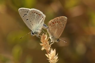 okgzl Kk Turan Mavisi (Polyommatus cornelius)   Abdulkadir ahin