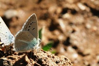Sigbert'in �okg�zl�s�&nbsp;(Polyommatus&nbsp;sigberti)   Abdulkadir �ahin