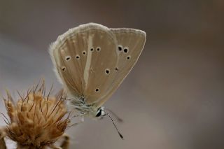 �okg�zl� Anadolu Beyaz�&nbsp;(Polyommatus&nbsp;menalcas)   Abdulkadir �ahin