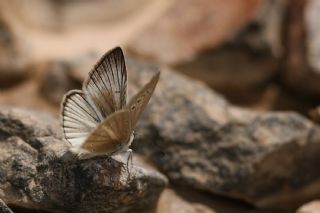 �okg�zl� Anadolu Beyaz�&nbsp;(Polyommatus&nbsp;menalcas)   Abdulkadir �ahin