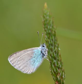 Karagz Mavisi (Glaucopsyche alexis)   Yasemin Konuralp