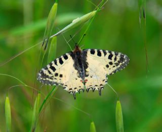 Orman Fistosu (Zerynthia cerisyi)   Yasemin Konuralp