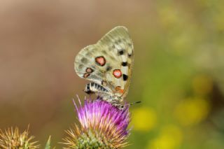 Apollo (Parnassius apollo)   Mnir Engr