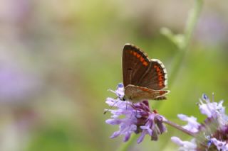 �okg�zl� Esmer&nbsp;(Aricia&nbsp;agestis)   M�nir Eng�r