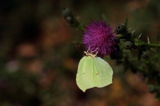 Orakkanat&nbsp;(Gonepteryx&nbsp;rhamni)   M�nir Eng�r