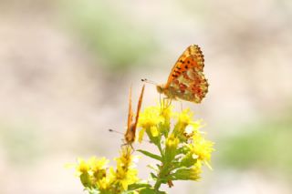 Balkan Meneke Kelebei (Boloria graeca)   Mnir Engr