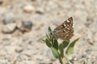 Mara� Z�pz�p�&nbsp;(Spialia&nbsp;osthelderi)   M�nir Eng�r