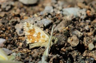 Beparmakotu Zpzp (Pyrgus carlinae)   Mnir Engr