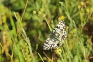 Uygur Melikesi (Melanargia russiae)   Mnir Engr