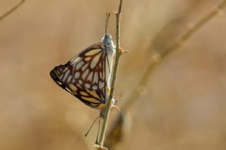 Beyaz nc (Belenois aurota)   Mnir Engr