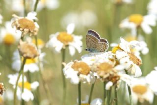 das Mavisi, Esmergz (Plebejus idas)   Mnir Engr