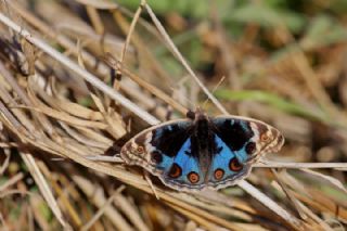 Dicle Gzeli (Junonia orithya)   Mnir Engr