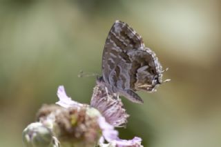 Sardunya Zebras�, Geranyum Bronzu&nbsp;(Cacyreus&nbsp;marshalli)   M�nir Eng�r