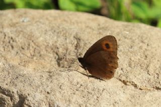 sko Gzelesmeri (Erebia aethiops)   Mnir Engr