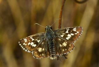 G�zel Z�pz�p&nbsp;(Pyrgus&nbsp;cinarae)   �eref S�nnetci