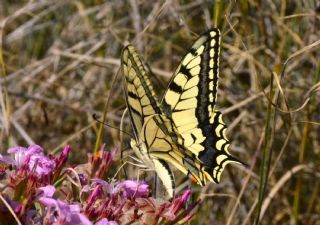 Krlangkuyruk (Papilio machaon)   eref Snnetci