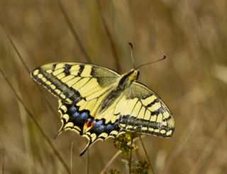 K�rlang��kuyruk&nbsp;(Papilio&nbsp;machaon)   �eref S�nnetci