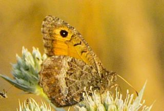 Seyit&nbsp;(Arethusana&nbsp;arethusa)   �eref S�nnetci