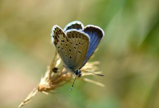 das Mavisi, Esmergz (Plebejus idas)   Nihat Kaymaz