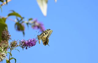 Krlangkuyruk (Papilio machaon)   Muzaffer Mutlu