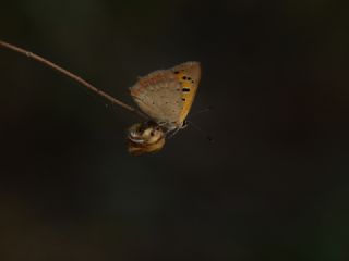 Benekli Bakr Gzeli (Lycaena phlaeas)   Muzaffer Mutlu