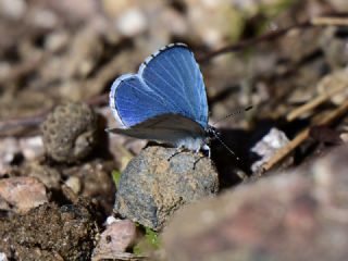Kutsal Mavi&nbsp;(Celastrina&nbsp;argiolus)   Muzaffer Mutlu
