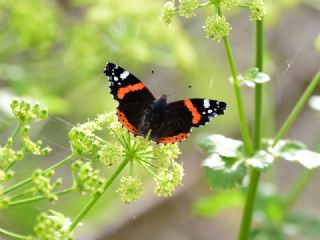 Atalanta (Vanessa atalanta)   Muzaffer Mutlu