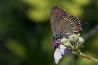 Byk Sevbeni (Satyrium ilicis)   Mehmet elik