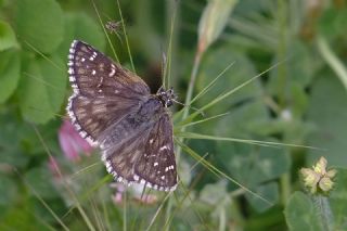Zeytuni Z�pz�p&nbsp;(Pyrgus&nbsp;serratulae)   Mehmet �elik