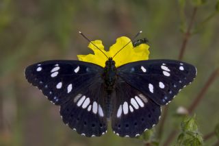 Akdeniz Hanmeli Kelebei (Limenitis reducta)   Mehmet elik