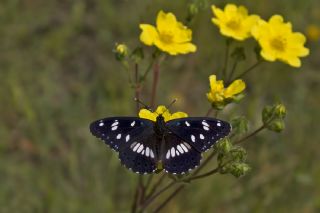 Akdeniz Hanmeli Kelebei (Limenitis reducta)   Mehmet elik