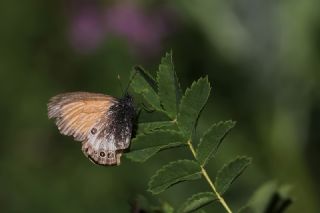 Funda Z�pz�p Perisi&nbsp;(Coenonympha&nbsp;arcania)   Mehmet �elik